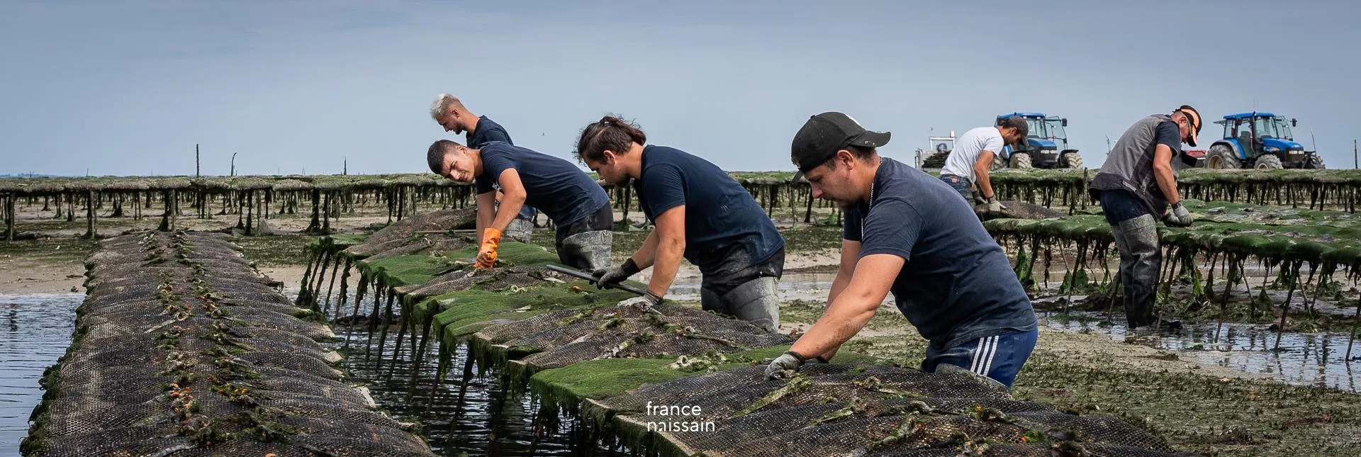 Élevage des huîtres sur parcs ostréicoles, estran