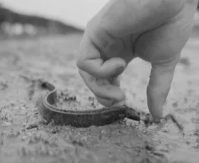 Protecting the environment: an oyster farmer picks up a plastic hook from the sand