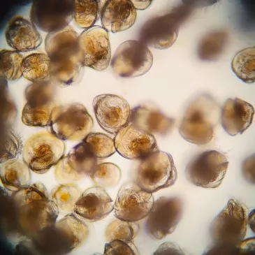 Oyster Reproduction in Hatchery