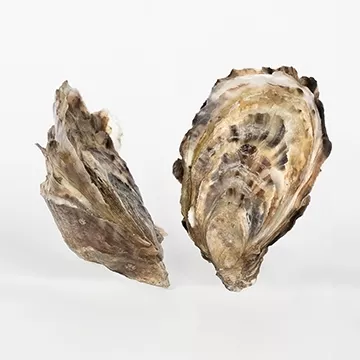 Diploidy versus Triploidy