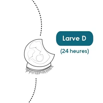 Illustration of a D larvae