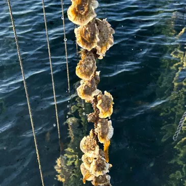 Oysters attached to a rope in Thau