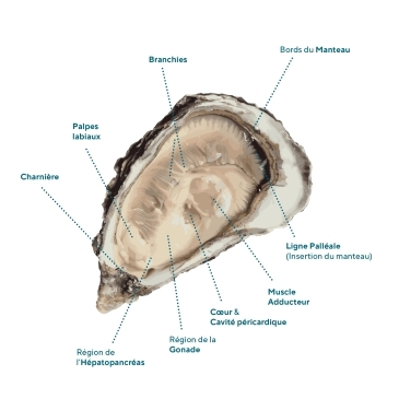 Illustration of oyster anatomy