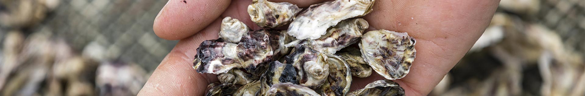 Seed oysters France Naissain