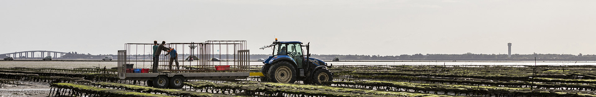 Seed oysters France Naissain